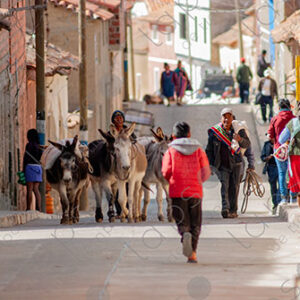 Men with donkeys on the streets