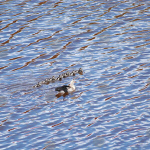 Mother Duck and Ducklings Swimming in the Lagoon