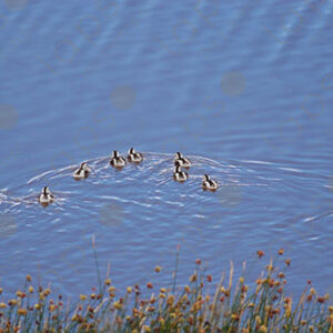 Mother Duck and Ducklings Swimming in the Lagoon