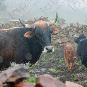 Oxen and Cows