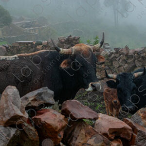 Oxen and Cows