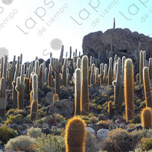 Panoramic View of Giant Cactus Forest