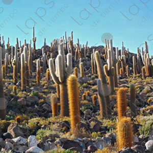 Panoramic View of Giant Cactus Forest