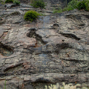 Fossil