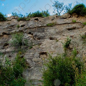 Fossil