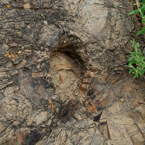 Fossil