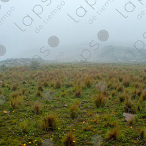 Landscape with Fog