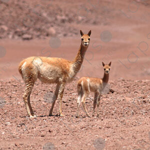 Portrait of Alpaca Mother and Cria