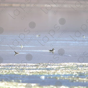 Small Birds Over Laguna Blanca