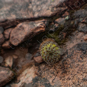Small Cactus