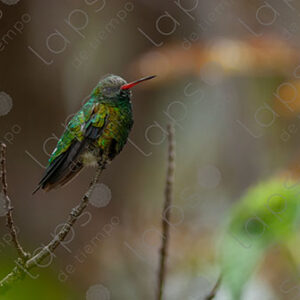 Hummingbird