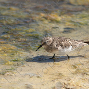 Tricolor Andean Gull Chick