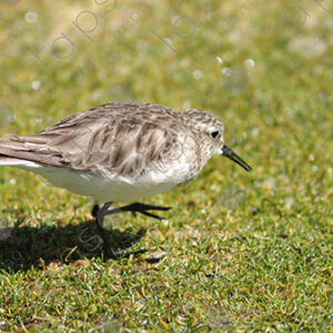 Tricolor Andean Gull Chick