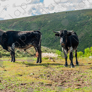 Two Black Cows
