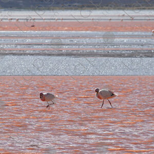 Two flamingos