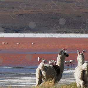 Two llamas