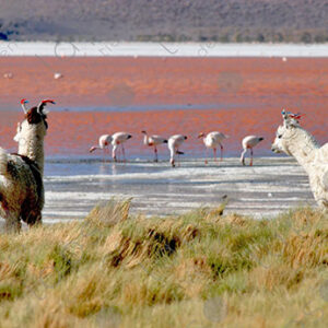 Two llamas