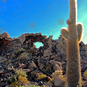 Typical Cacti of Incahuasi Island