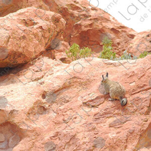 Vizcacha