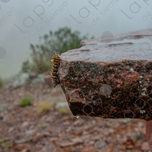 Caterpillar