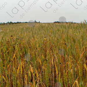 Wheat Plants