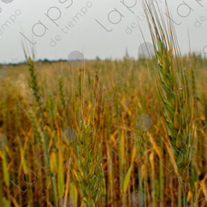 Wheat Plants