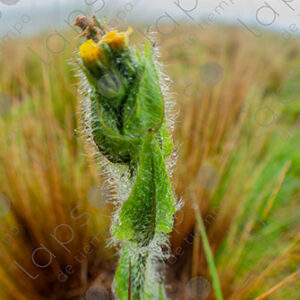Yellow Flower