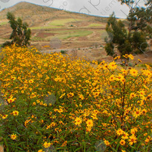 Yellow Verbena Flowers