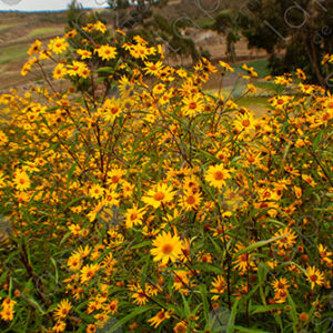Yellow Verbena Flowers