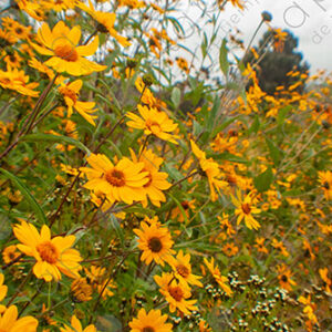 Yellow Verbena Flowers