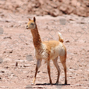 Young Alpaca