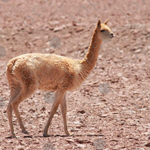Young Alpaca