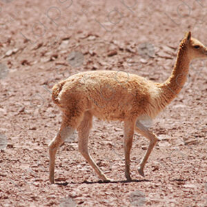 Young Alpaca
