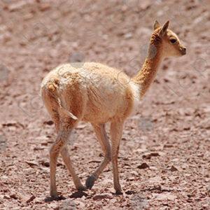 Young Alpaca