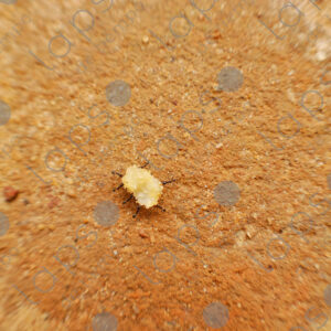 Ants carrying a grain of sugar