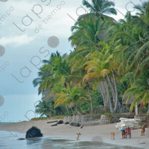Beach palm trees man with dogs and loaded bicycle