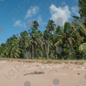 Beach, sand, and palm tree forest