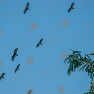 Birds in the sky