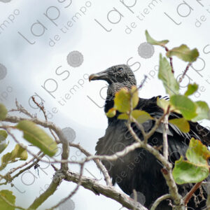 Black headed vulture, Coragyps atratus