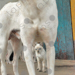 Blue eyed cat