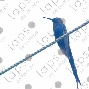 Blue hummingbird