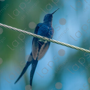 scissortailed hummingbird