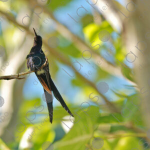 Blue hummingbird