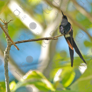Blue hummingbird