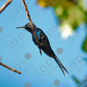 Blue hummingbird