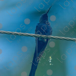 Blue hummingbird