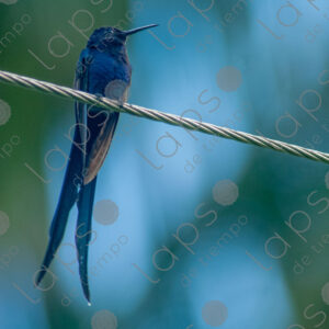 Blue hummingbird