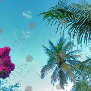 Bougainvillea sky