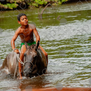 Boys bathing with horses in the river