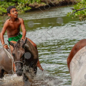 Boys bathing with horses in the river